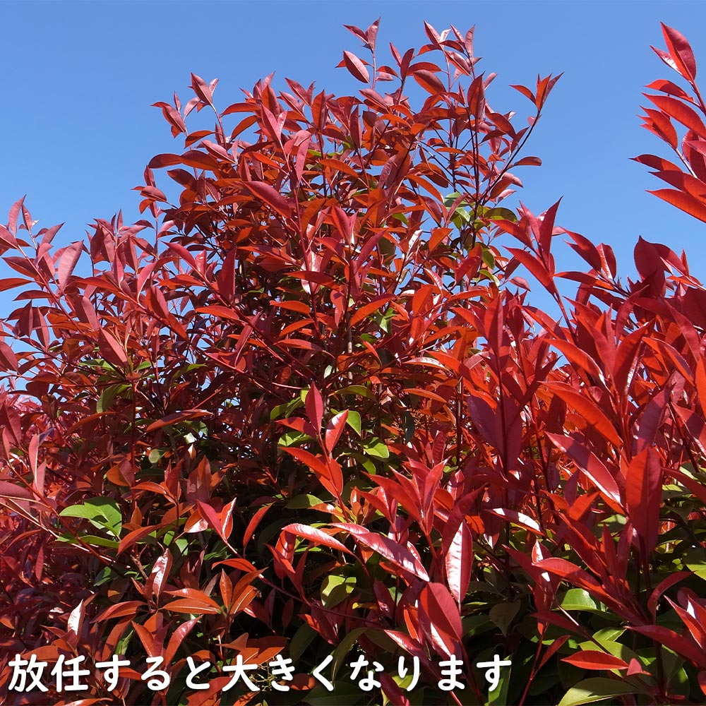 楽天市場】レッドロビン 1.7m 露地 3本 苗木 : トオヤマグリーン