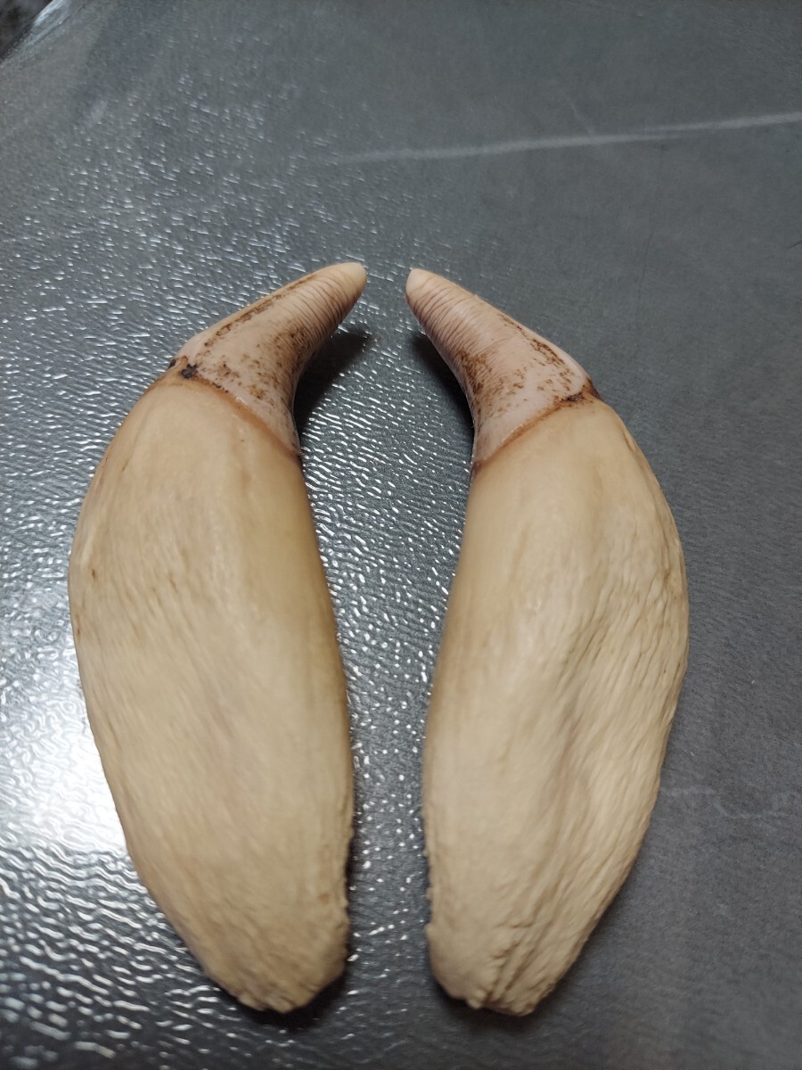 鯨歯 一本物366g：マッコウクジラ 牙 工芸品素材 印材 根付 標本 鯨歯