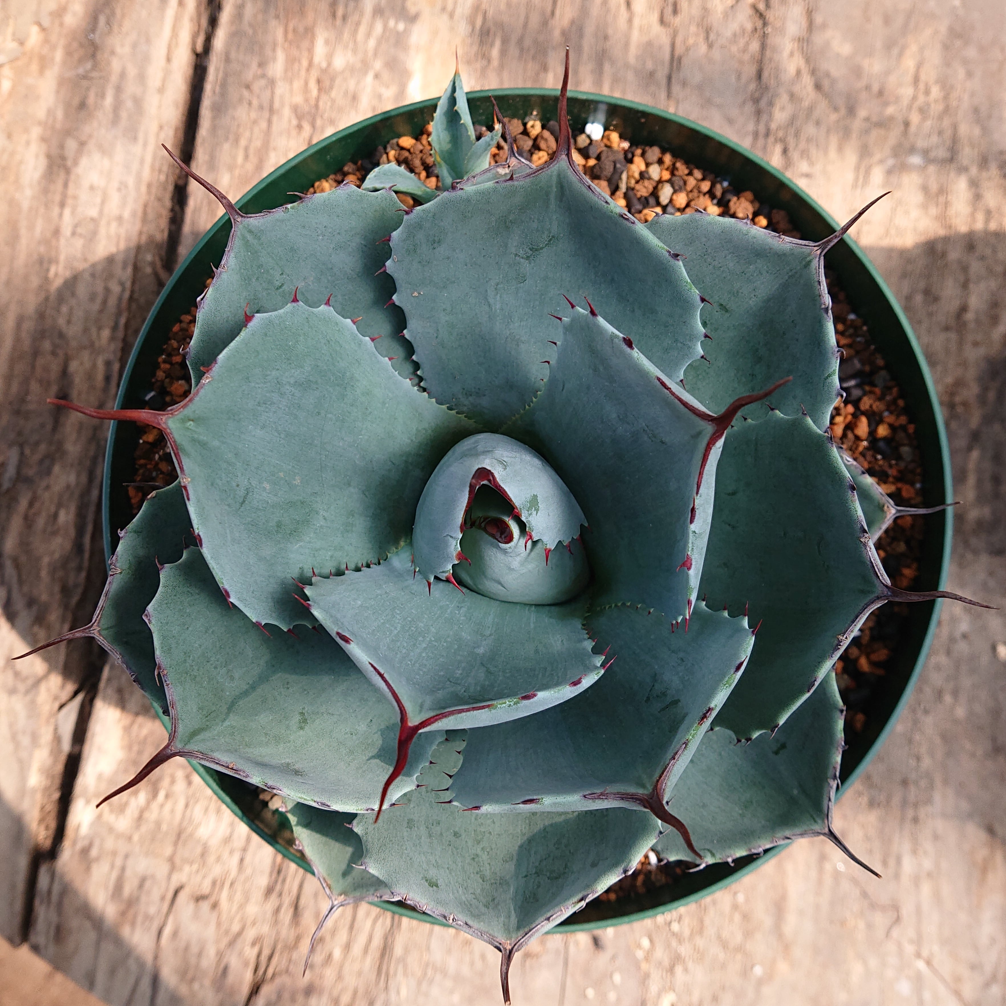 no.3 アガベ パリー トランカータ agave parryi truncata 子株付き