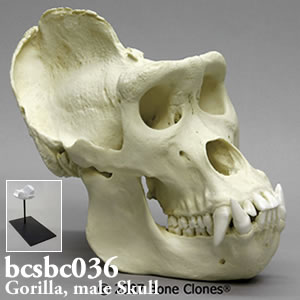 ゴリラ頭蓋骨模型（X-large・オス）スタンド付 BCSBC036｜動物骨格模型