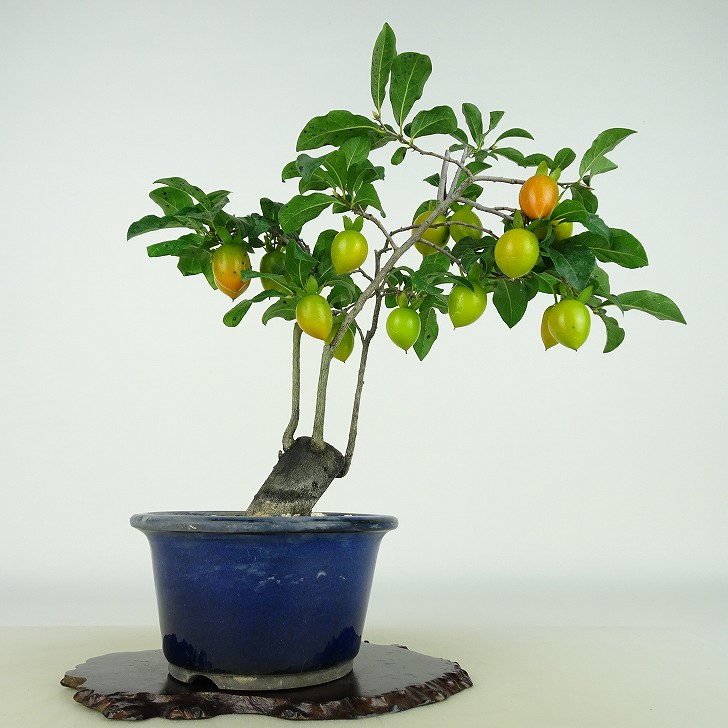 楽天市場】盆栽 老爺柿 樹高 約24cm ろうやがき Diospyros rhombifolia