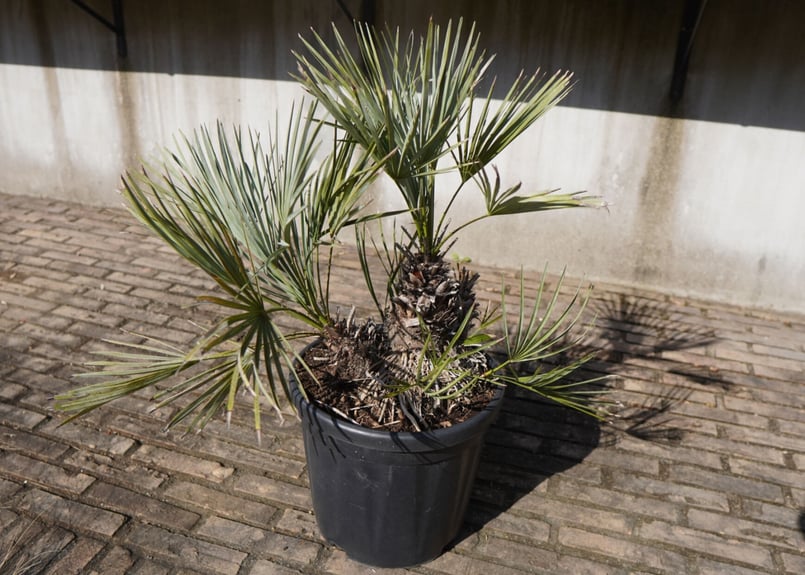 チャメロプス セリフェラ Chamaerops humilis var. Cerifera