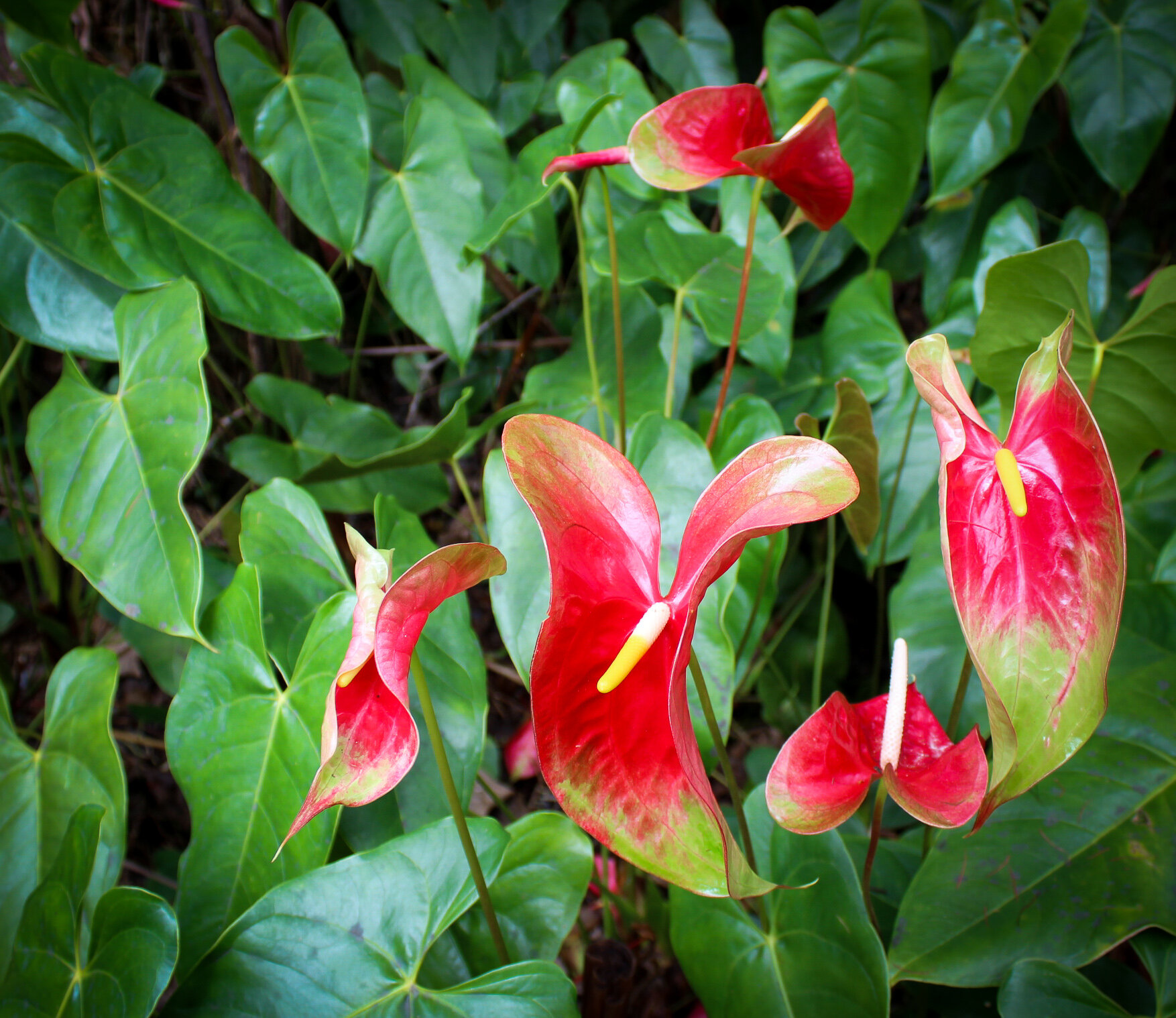 1 Obake + 6 Anthuriums — Always Anthuriums