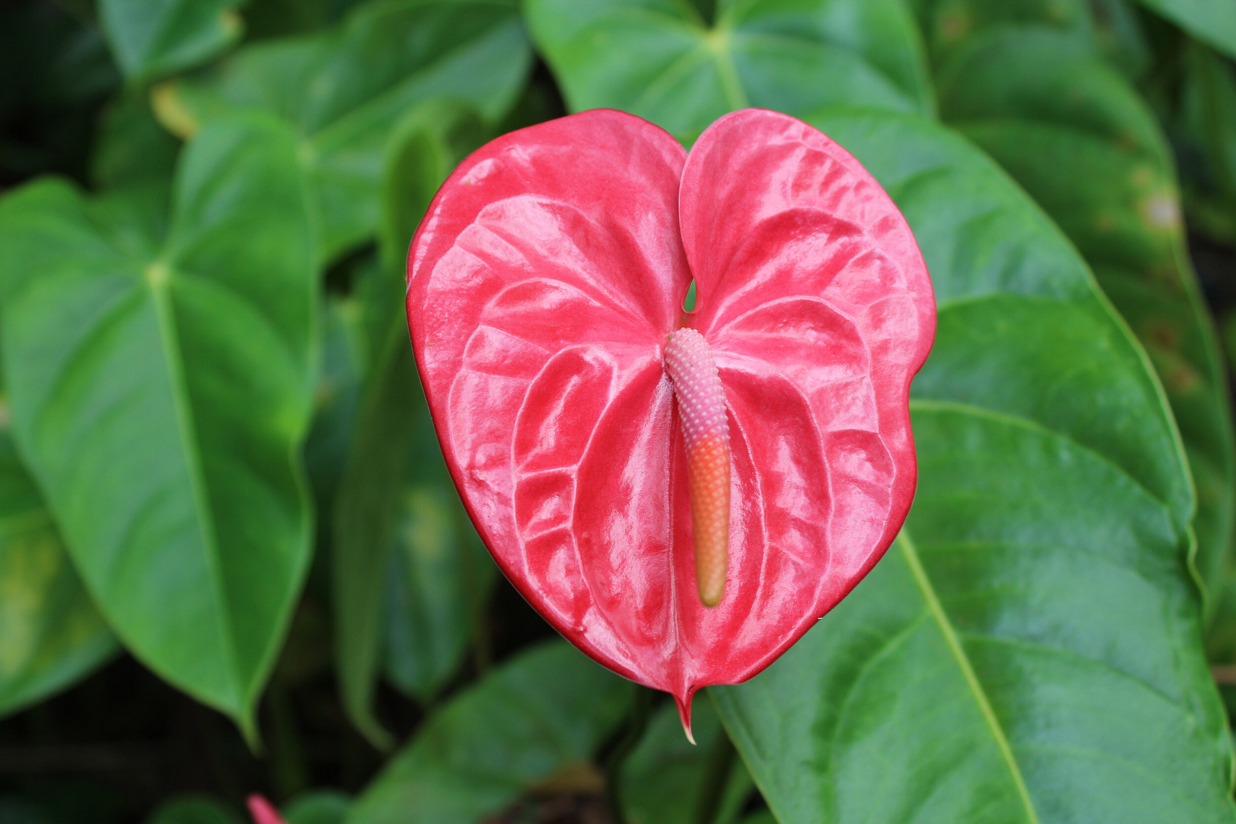 1 Obake + 6 Anthuriums — Always Anthuriums