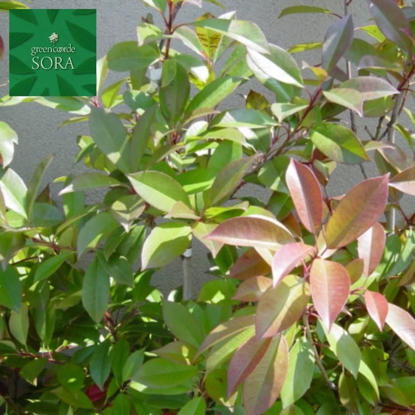 レッドロビン H1100～1300 10本 - SORAの植木屋さん