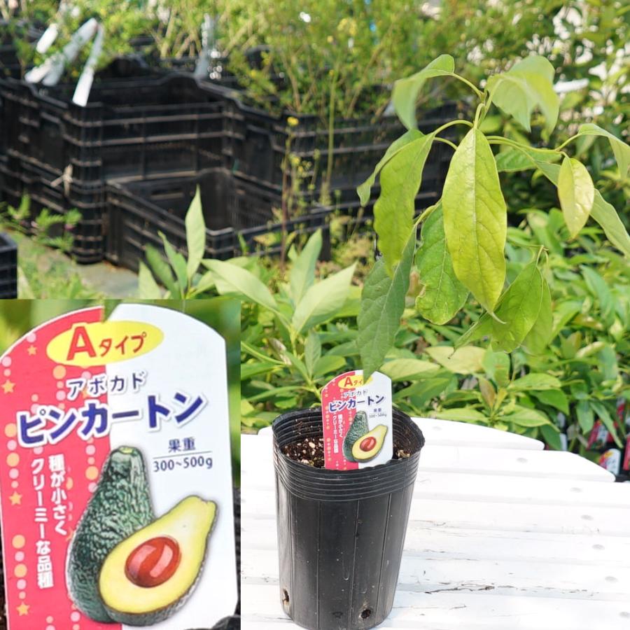 ピンカートン種 アボカド Aタイプ 1年生 接木 苗木 : 苗木部 花ひろば