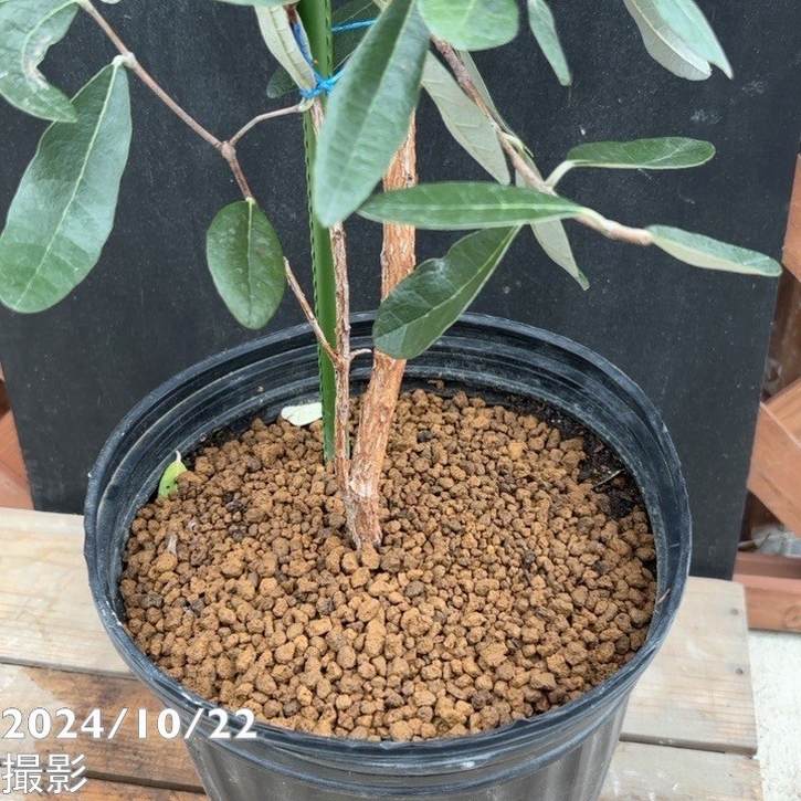 フェイジョア アポロ 7号｜s200｜果樹04-PA | 果樹 | 赤塚植物園