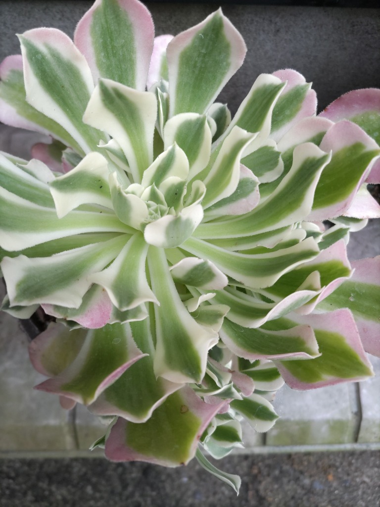 多肉植物 新品種 Aeonium 白鳳錦 特大群生 直径約18cm るる農園 : るる
