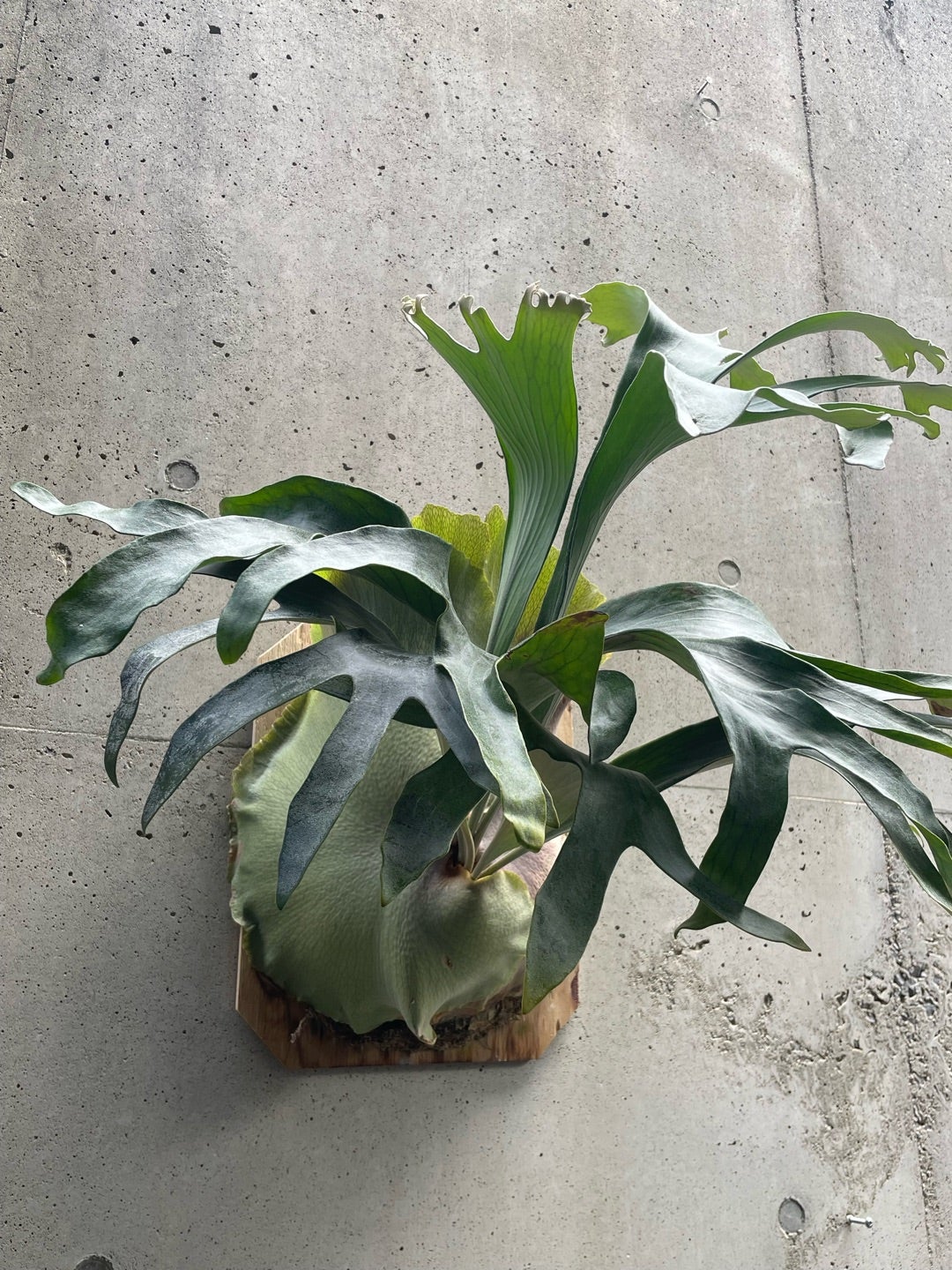 その後のビカクシダ風神 ③ | calmplantsのビカクシダブログ