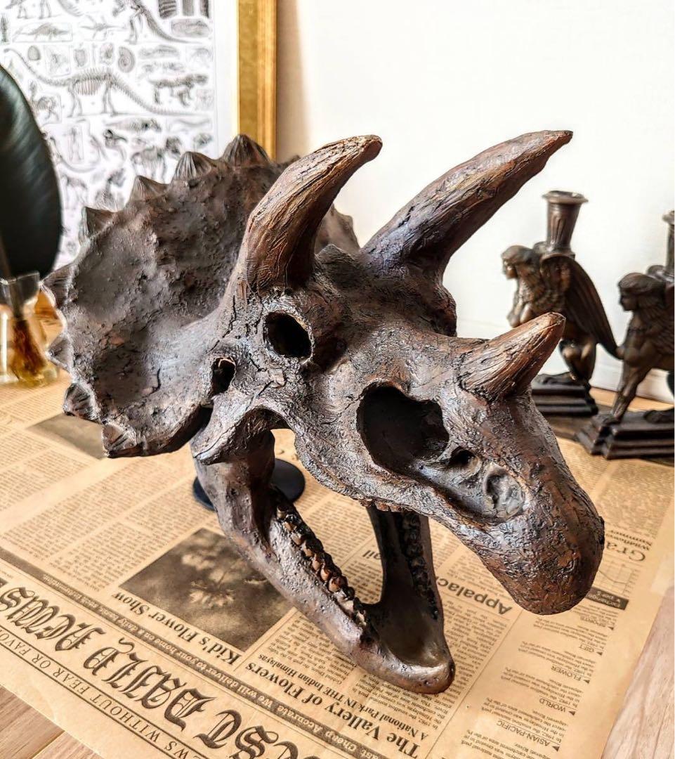 トリケラトプス インテリア オブジェ 雑貨 恐竜の化石 ジュラシックワールド DinoWorld 】 トリケラトプス 頭骨 恐竜の化石 インテリアオブジェ